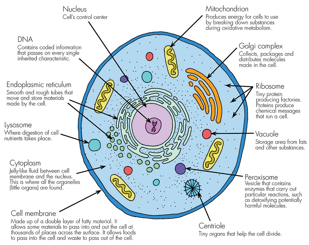 cell-membrane-definition-structure-and-examples