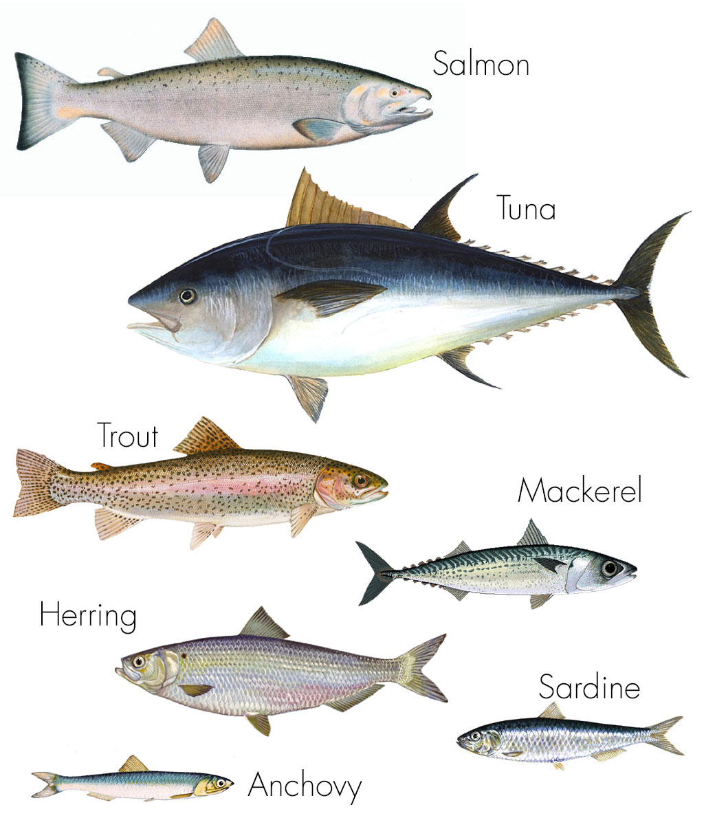 Examples of Various Types of Oily Fish