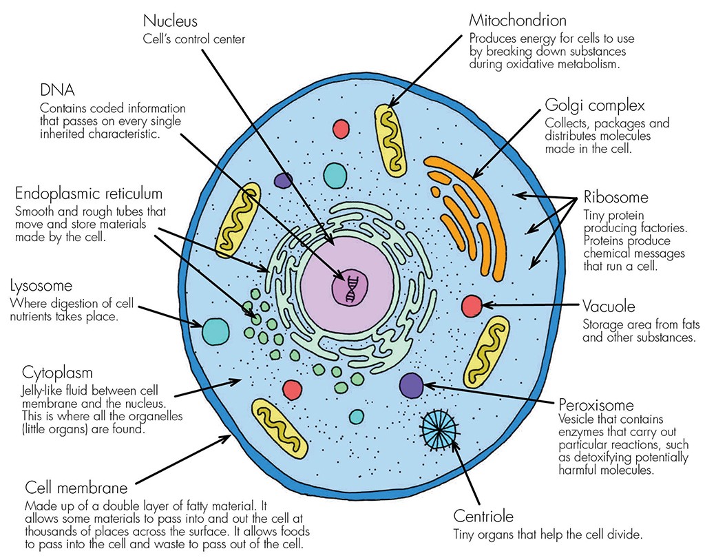 Cells Haleo