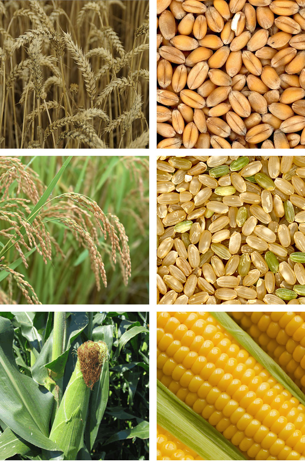 phases-of-wheat-telugu-food-and-diet-news-2020